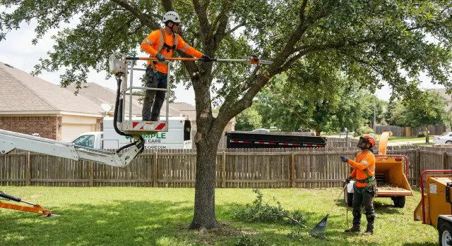 Tree Trimming
